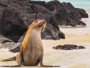 The Andean Highway & the Magical Galapagos