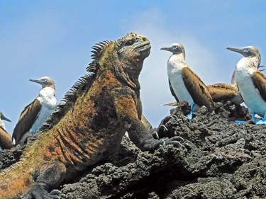 Galapagos Special - 3 islands in 10 days