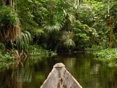 Pristine rainforest - Ecuador's Amazon