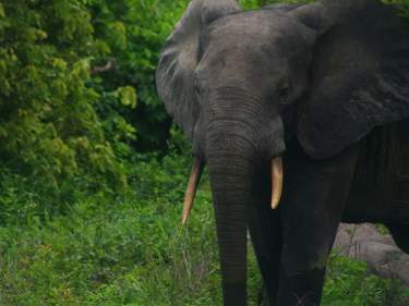 Safari & Nature in Ghana