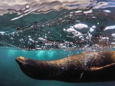 Diving Adventure in the Galapagos