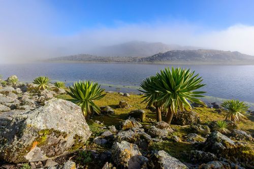 Giant lobelia (Lobelia rhyncopetalum). Bale Mountains National Park. Ethiopia © Roger de la Harpe/Shutterstock