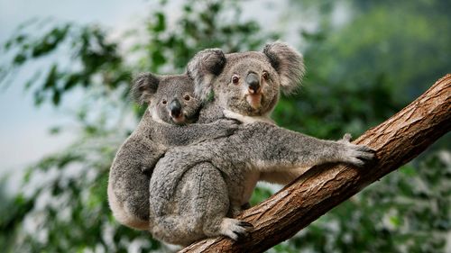 Koala bears