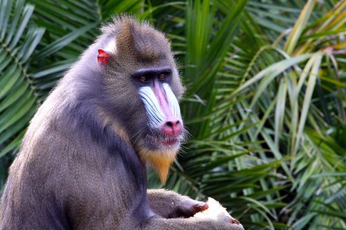 mandrill_gabon_shutterstock_64520530