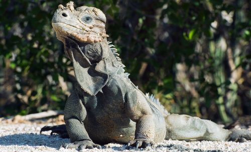 Rhinoceros Iguana (Cyclura cornuta) Dominican Republic