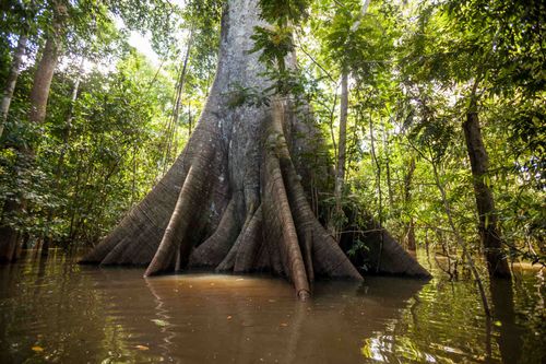 sumauma-tree-rainforest-amazon-shutterstock_1120526348