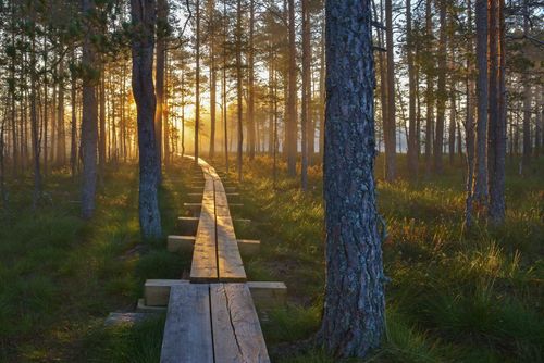 viru-bog-estonia-shutterstock_347534174