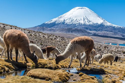 Visit to the Lake Chungara in the Lauca National Park © Andrew Clifforth/Shutterstock