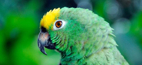 Yellow-crowned Amazon (Amazona ochrocephala ochrocephala), portrait, Antioquia, Colombia, Latin America, South America