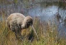 Dunedin to Stewart Island