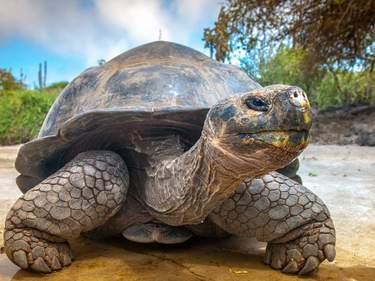 Mesmerizing Ecuador - Amazon & Galapagos